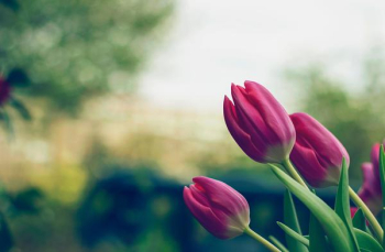 Free Photo of flower, bloom, blossom Free Photo of flower, bloom, blossom