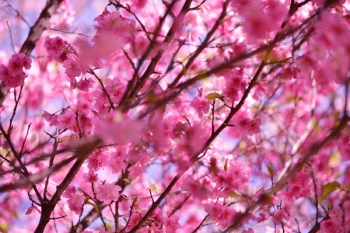 Free Photo of flower, blossom, bloom Free Photo of flower, blossom, bloom