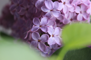 Free Photo of flower, blossom, bloom Free Photo of flower, blossom, bloom
