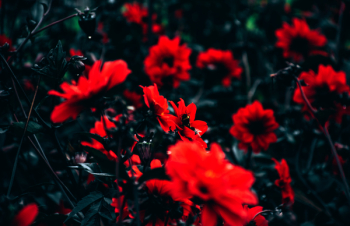Free Photo of flower, red, petals Free Photo of flower, red, petals