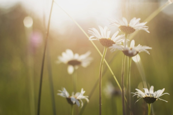 Free Photo of flower, sunflower, yellow Free Photo of flower, sunflower, yellow