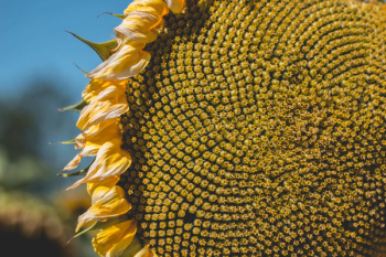 Free Photo of flower, sunflower, yellow Free Photo of flower, sunflower, yellow