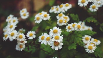 Free Photo of flowers, daisies, plants Free Photo of flowers, daisies, plants