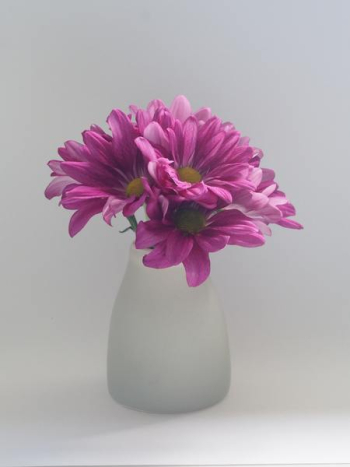 Free Photo of flowers, daisies, vase