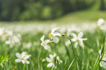 Free Photo of flowers, garden, green Free Photo of flowers, garden, green