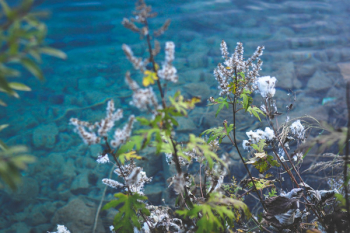 Free Photo of flowers, plants Free Photo of flowers, plants