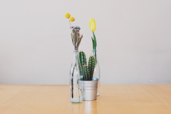 Free Photo of flowers, vases, cactus Free Photo of flowers, vases, cactus