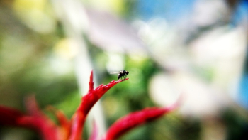 Free Photo of fly, insect, animal Free Photo of fly, insect, animal