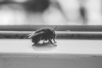 Free Photo of fly, insect, animal Free Photo of fly, insect, animal