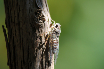 Free Photo of flying insect, animal, outdoor Free Photo of flying insect, animal, outdoor