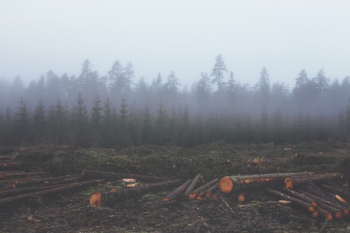 Free Photo of fog, haze, hazy Free Photo of fog, haze, hazy