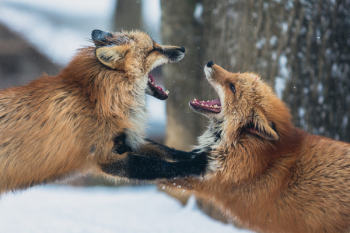 Free Photo of fox, animal, wildlife