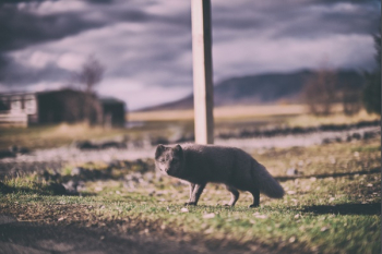 Free Photo of fox, animal, wildlife Free Photo of fox, animal, wildlife