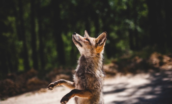 Free Photo of fox, animal, wildlife Free Photo of fox, animal, wildlife