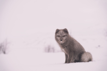 Free Photo of fox, animal, wildlife Free Photo of fox, animal, wildlife