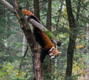 Free Photo of fox, dog, animal Free Photo of fox, dog, animal