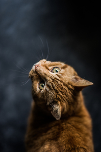 Free Photo of ginger, cat, looking Free Photo of ginger, cat, looking