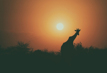 Free Photo of giraffe, animal, wildlife Free Photo of giraffe, animal, wildlife