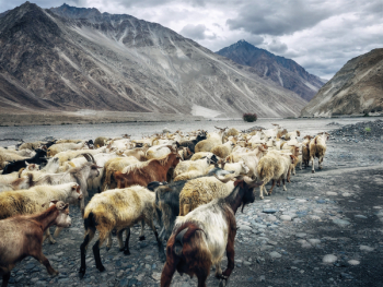 Free Photo of goat, animal, mountain Free Photo of goat, animal, mountain