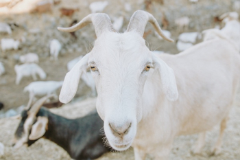 Free Photo of goat, animal, mountain Free Photo of goat, animal, mountain