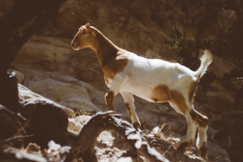 Free Photo of goat, animal, wildlife Free Photo of goat, animal, wildlife