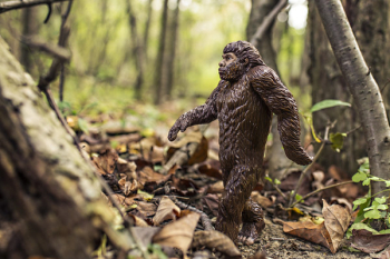 Free Photo of gorilla, animal, ape Free Photo of gorilla, animal, ape