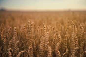 Free Photo of grass, farm, agriculture Free Photo of grass, farm, agriculture
