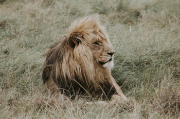 Free Photo of grass, lion, animal Free Photo of grass, lion, animal