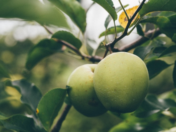 Free Photo of green, apples, fruits Free Photo of green, apples, fruits