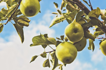 Free Photo of green, apples, trees Free Photo of green, apples, trees