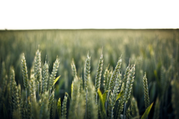 Free Photo of green, barley, fields Free Photo of green, barley, fields