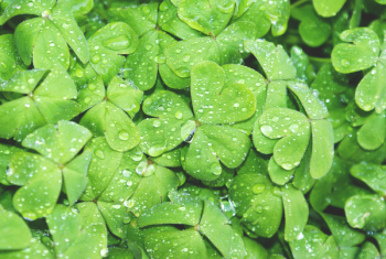 Free Photo of green, clover, shamrock Free Photo of green, clover, shamrock