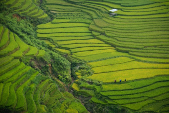 Free Photo of green, field, crops Free Photo of green, field, crops