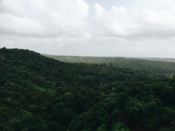 Free Photo of green, forest, jungle Free Photo of green, forest, jungle