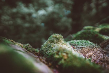Free Photo of green, grass, blur
