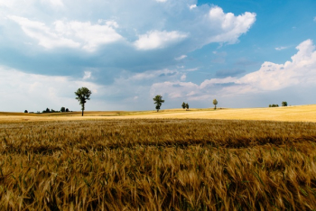 Free Photo of green, grass, crops Free Photo of green, grass, crops