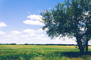 Free Photo of green, grass, crops Free Photo of green, grass, crops