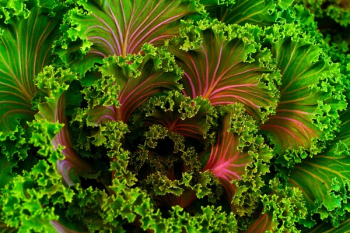 Free Photo of green, kale, vegetable Free Photo of green, kale, vegetable