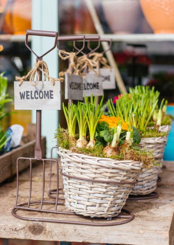 Free Photo of green, plant, garden Free Photo of green, plant, garden