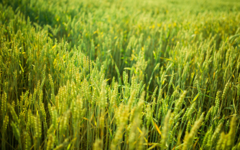 Free Photo of green, plants, crops Free Photo of green, plants, crops