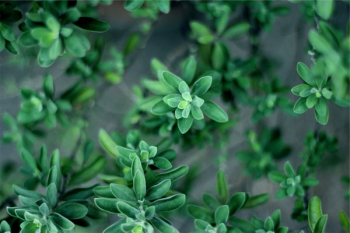 Free Photo of green, plants, garden Free Photo of green, plants, garden