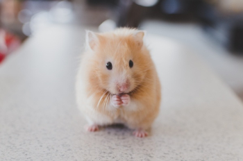Free Photo of hamster, animals, cute Free Photo of hamster, animals, cute