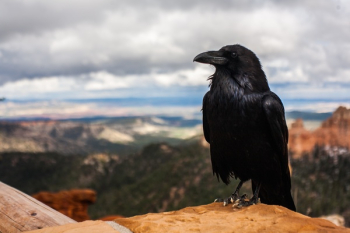 Free Photo of hawk, bird, animal Free Photo of hawk, bird, animal