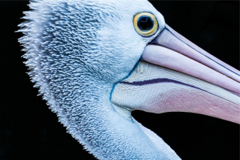 Free Photo of heron, bird, animal Free Photo of heron, bird, animal