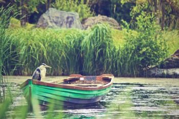 Free Photo of heron, bird, boat Free Photo of heron, bird, boat