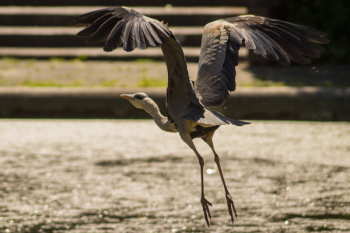 Free Photo of heron, bird, wings Free Photo of heron, bird, wings