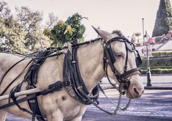 Free Photo of horse, animal Free Photo of horse, animal