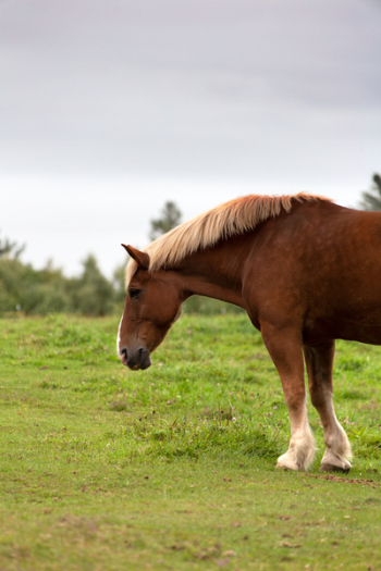 Free Photo of horse, animal, countryside Free Photo of horse, animal, countryside