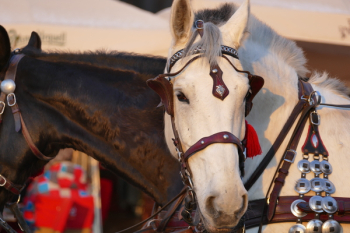 Free Photo of horse, horses, horseman