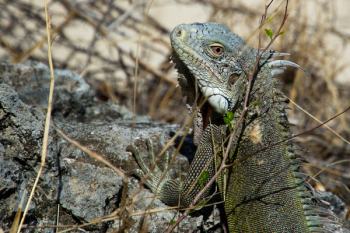 Free Photo of iguana, lizard, animal Free Photo of iguana, lizard, animal
